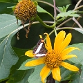 NYMPHALIDAE, Doxocopa pavon (female)